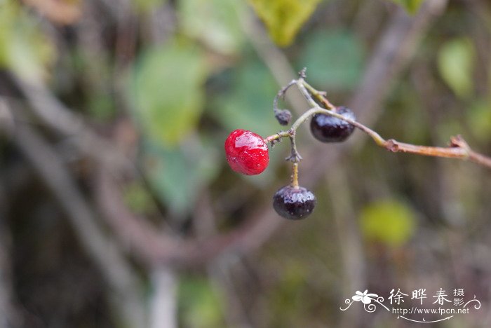 广东蛇葡萄Ampelopsis cantoniensis 广东蛇葡萄Ampelopsis cantoniensis
