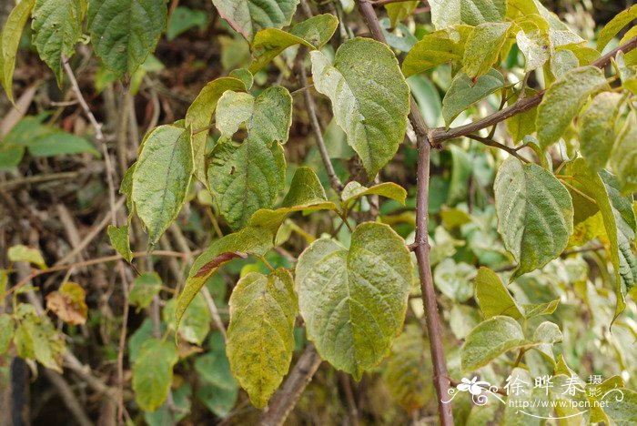 广东蛇葡萄Ampelopsis cantoniensis 广东蛇葡萄Ampelopsis cantoniensis