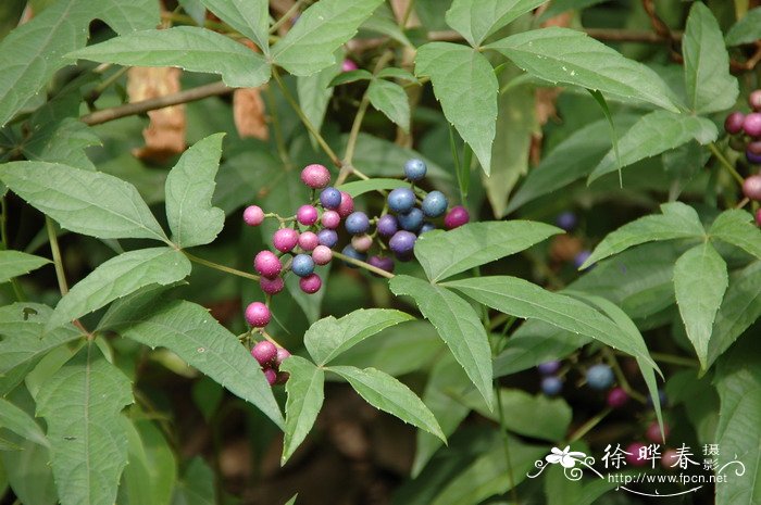 三裂蛇葡萄Ampelopsis delavayana 三裂蛇葡萄Ampelopsis delavayana