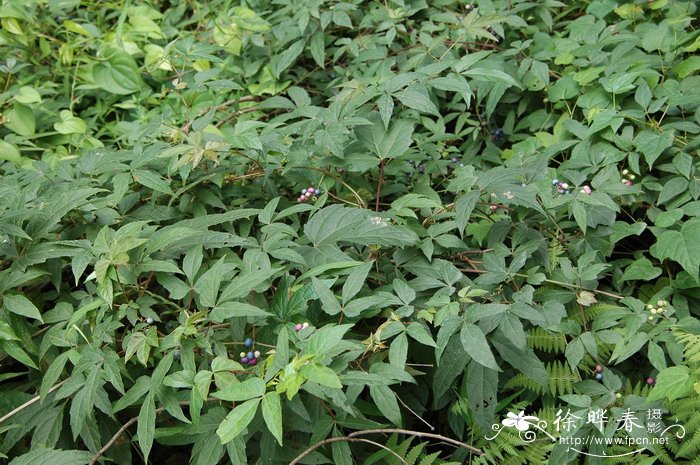 三裂蛇葡萄Ampelopsis delavayana 三裂蛇葡萄Ampelopsis delavayana