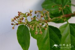六方藤Cissus hexangularis