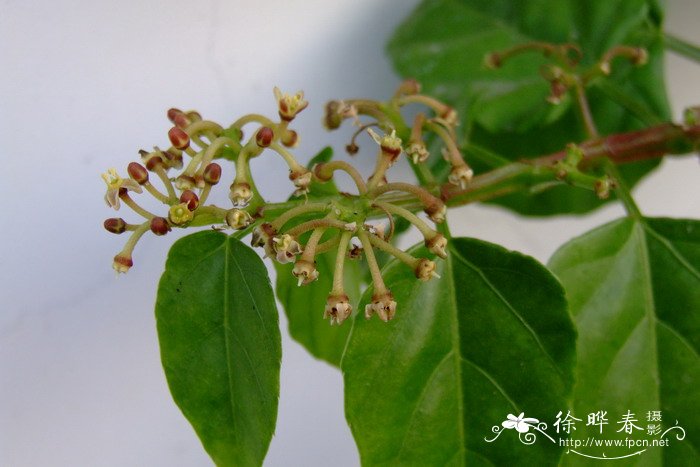 六方藤Cissus hexangularis 六方藤Cissus hexangularis