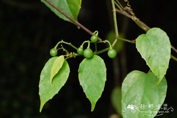 六方藤Cissus hexangularis 六方藤Cissus hexangularis