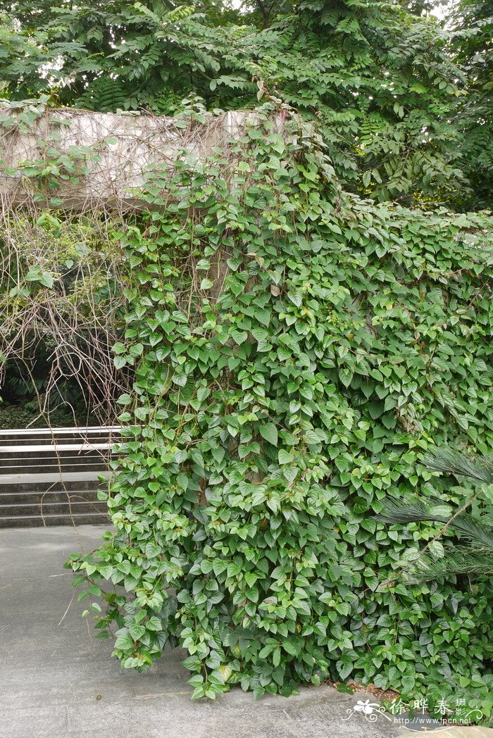 六方藤Cissus hexangularis 六方藤Cissus hexangularis