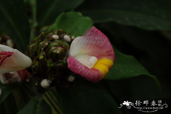 非洲螺旋旗Costus lucanusianus 非洲螺旋旗Costus lucanusianus