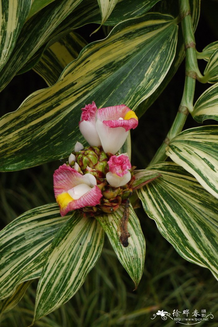 非洲螺旋旗Costus lucanusianus 非洲螺旋旗Costus lucanusianus