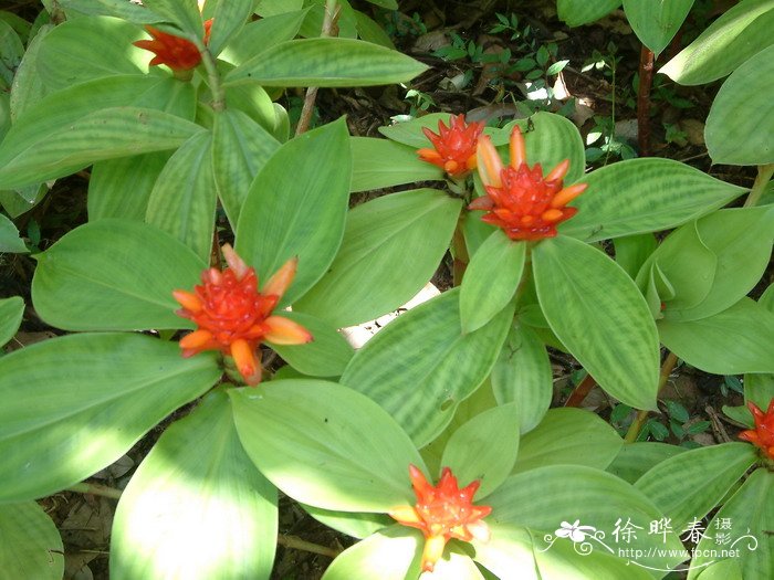 绒叶闭鞘姜 Costus malortieanus