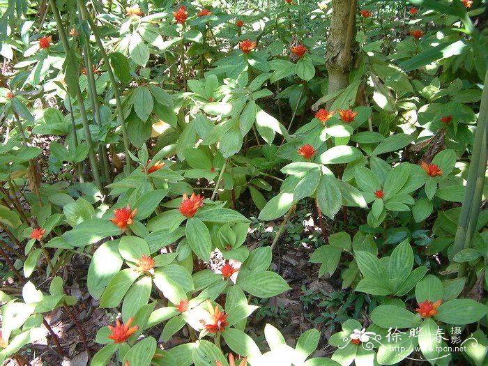绒叶闭鞘姜 Costus malortieanus 绒叶闭鞘姜 Costus malortieanus