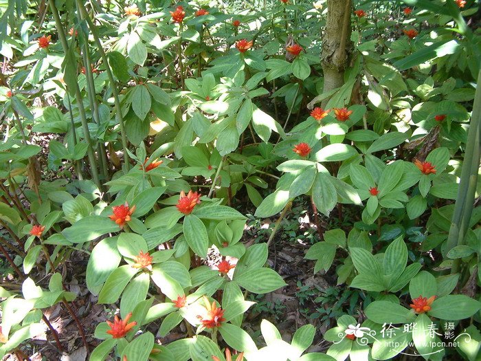 绒叶闭鞘姜 Costus malortieanus