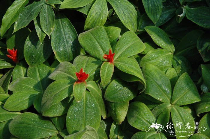 奥撒闭鞘姜Costus osae 奥撒闭鞘姜Costus osae