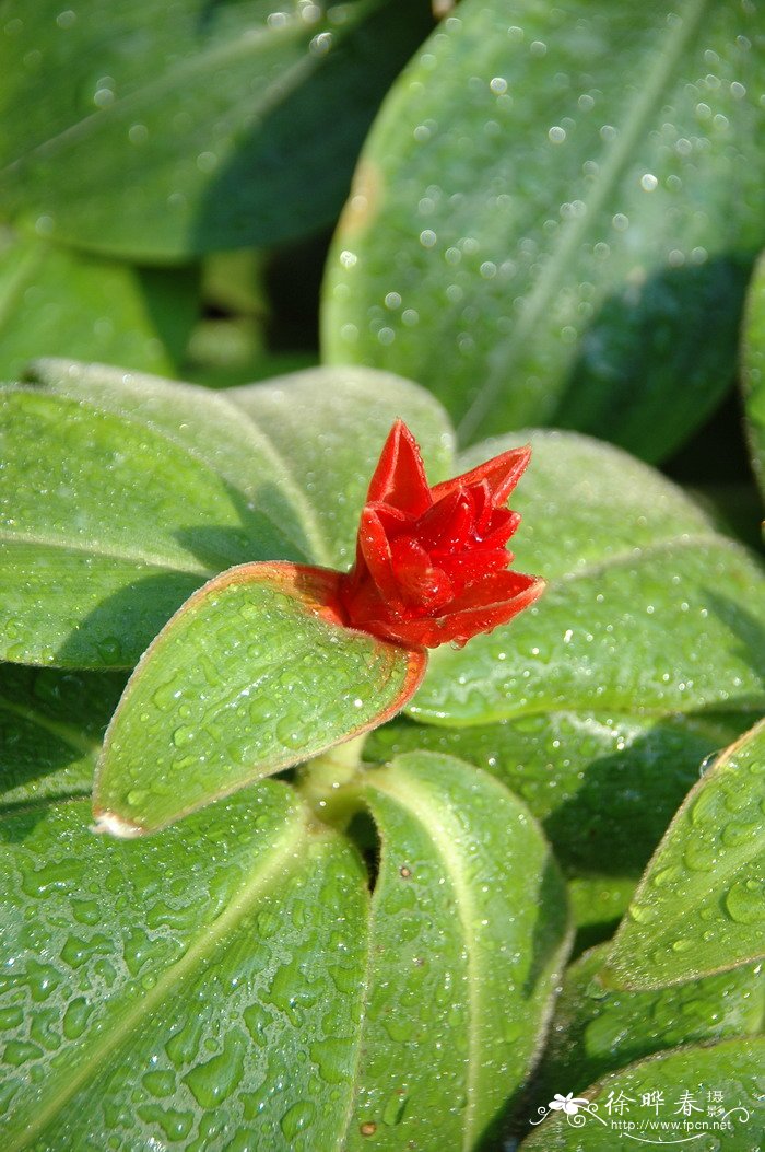 奥撒闭鞘姜Costus osae