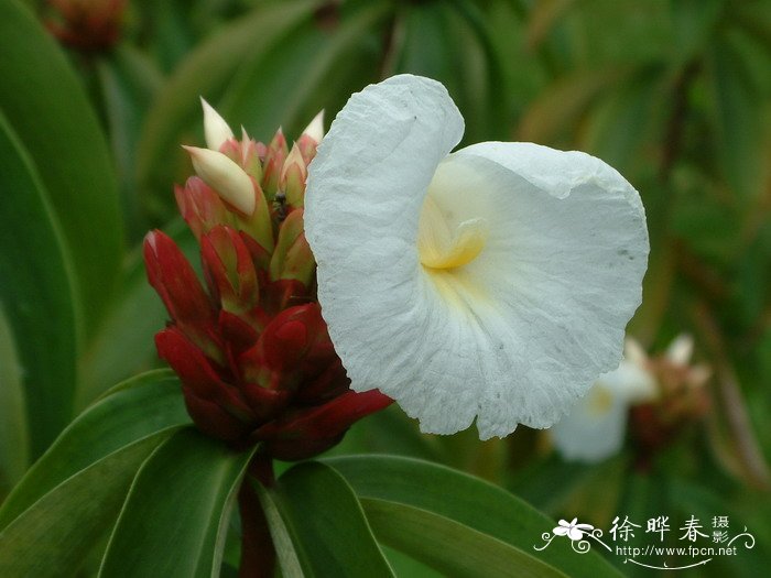 闭鞘姜Costus speciosus 闭鞘姜Costus speciosus