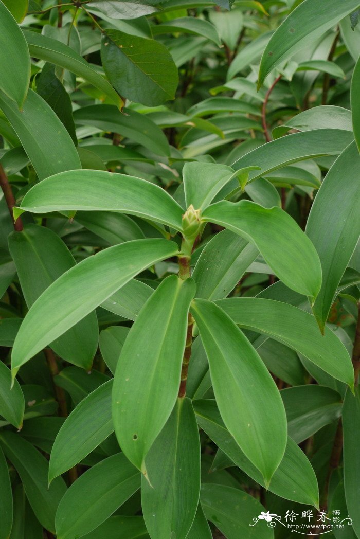 闭鞘姜Costus speciosus 闭鞘姜Costus speciosus