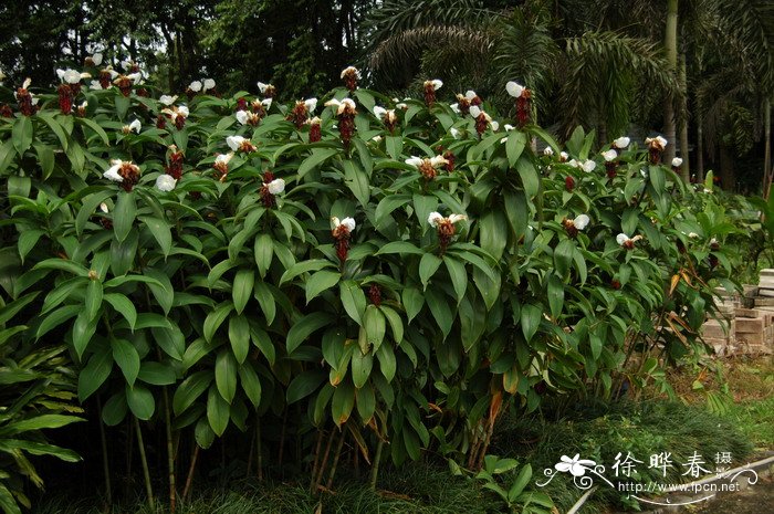 闭鞘姜Costus speciosus 闭鞘姜Costus speciosus