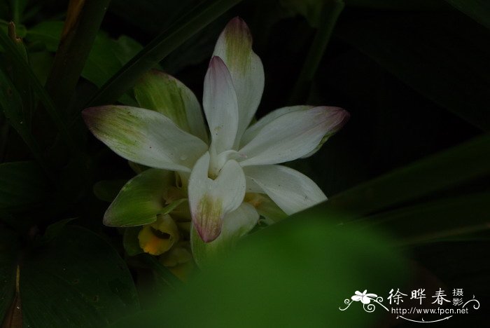 姜黄Curcuma longa 姜黄Curcuma longa