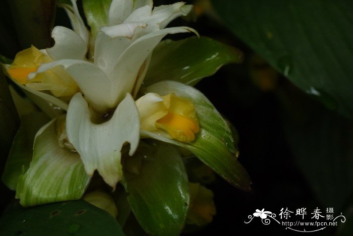 姜黄Curcuma longa 姜黄Curcuma longa