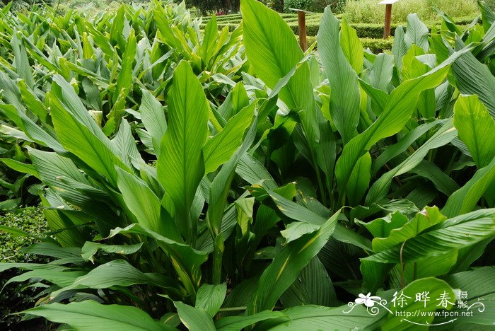 姜黄Curcuma longa 姜黄Curcuma longa