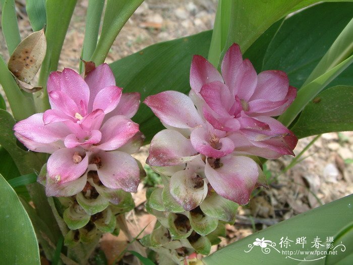 姜荷花Curcuma alismatifolia 姜荷花Curcuma alismatifolia