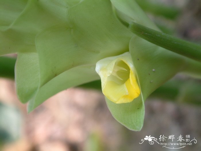 姜荷花Curcuma alismatifolia 姜荷花Curcuma alismatifolia