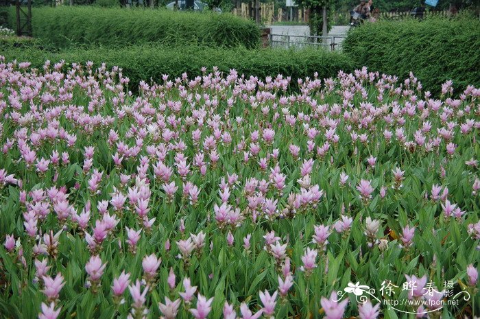 姜荷花Curcuma alismatifolia 姜荷花Curcuma alismatifolia