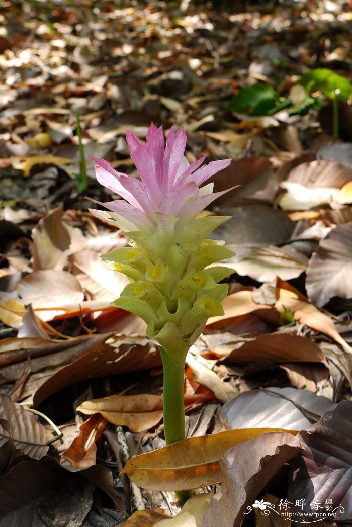 郁金Curcuma aromatica 郁金Curcuma aromatica