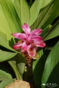 广西莪术Curcuma kwangsiensis