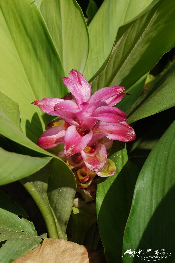 广西莪术Curcuma kwangsiensis 广西莪术Curcuma kwangsiensis