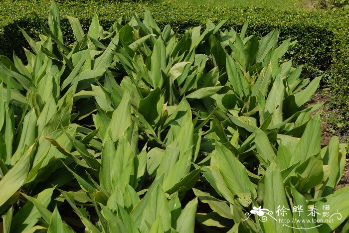 广西莪术Curcuma kwangsiensis 广西莪术Curcuma kwangsiensis