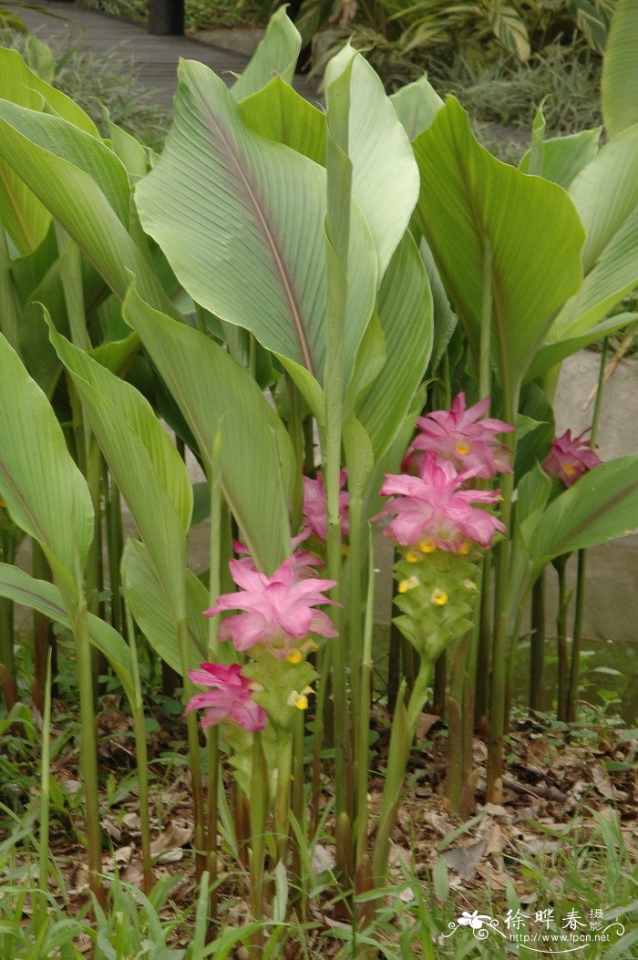 莪术Curcuma phaeocaulis 莪术Curcuma phaeocaulis