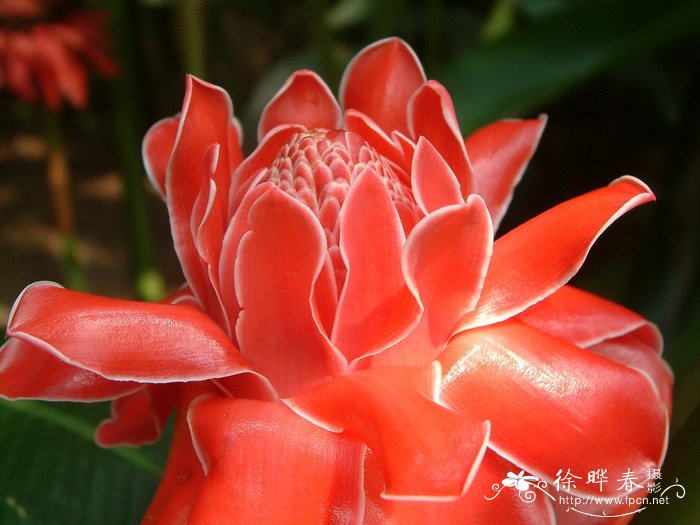 瓷玫瑰Etlingera elatior 瓷玫瑰Etlingera elatior