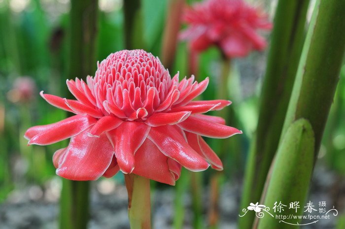 瓷玫瑰Etlingera elatior 瓷玫瑰Etlingera elatior