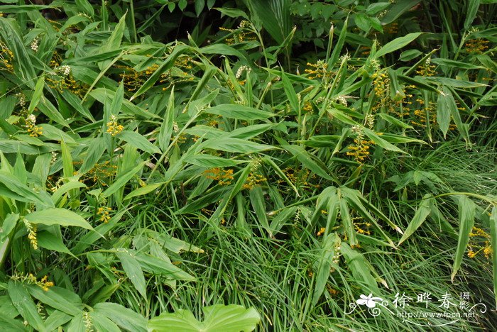 双翅舞花姜Globba schomburgkii 双翅舞花姜Globba schomburgkii