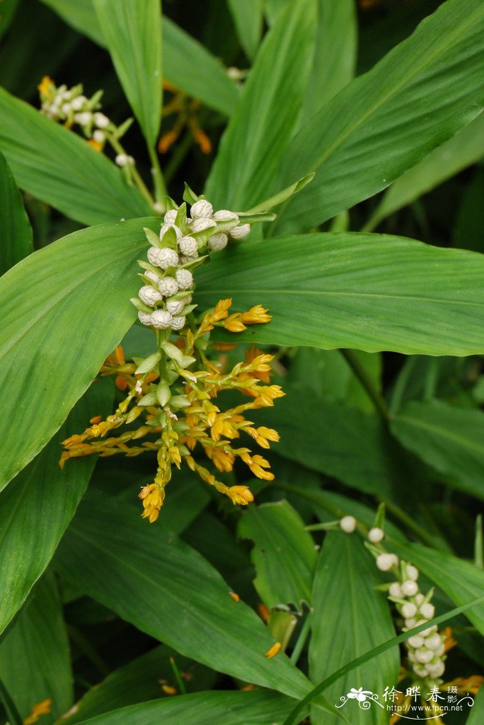 双翅舞花姜Globba schomburgkii 双翅舞花姜Globba schomburgkii