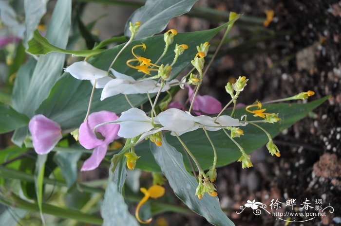 白苞舞花姜Globba winitii ‘White Dragon’