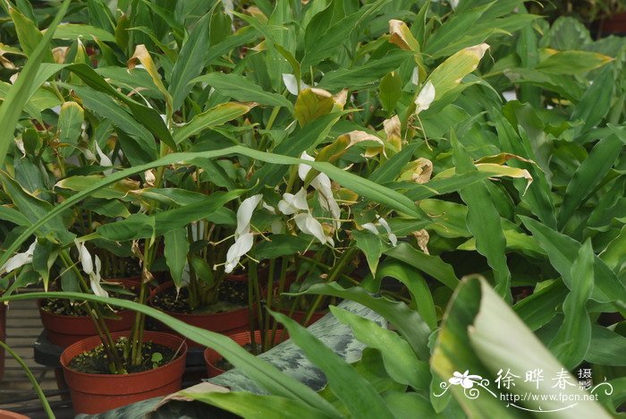 白苞舞花姜Globba winitii ‘White Dragon’ 白苞舞花姜Globba winitii ‘White Dragon’