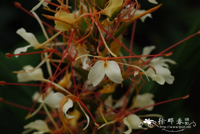 ‘莹火虫’姜花Hedychium 'Fireflies' ‘莹火虫’姜花Hedychium 'Fireflies'