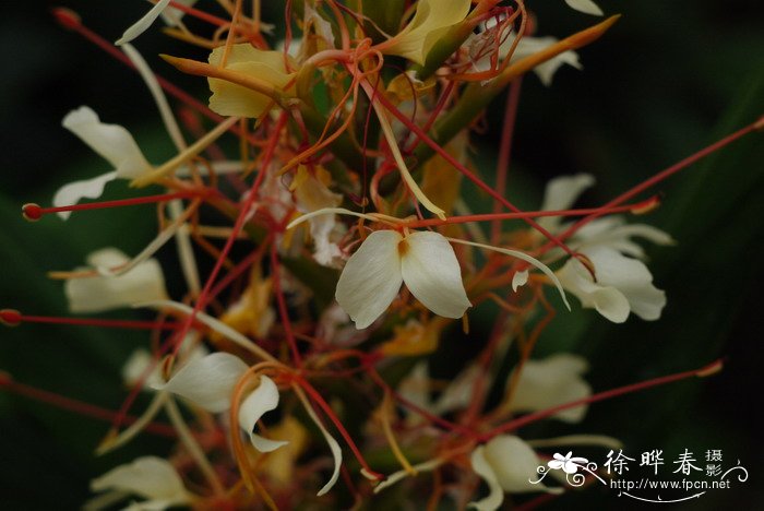 ‘莹火虫’姜花Hedychium 'Fireflies'