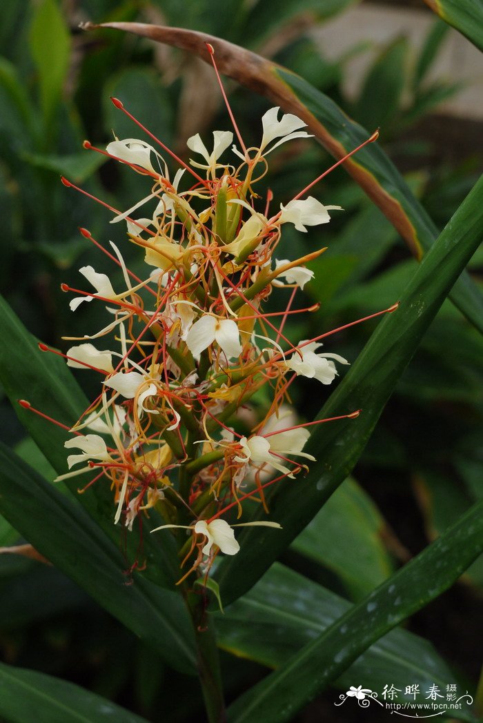 ‘莹火虫’姜花Hedychium 'Fireflies'