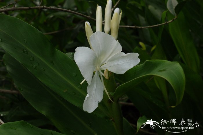 姜花Hedychium coronarium 姜花Hedychium coronarium