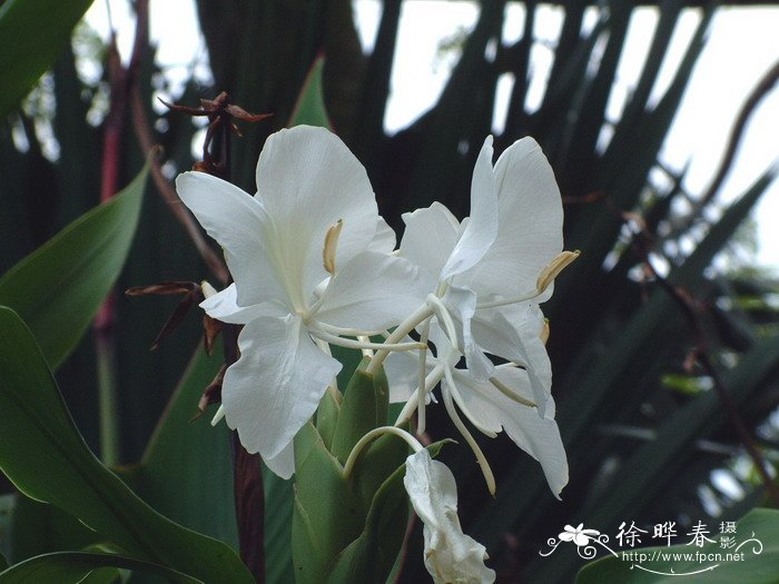 姜花Hedychium coronarium 姜花Hedychium coronarium