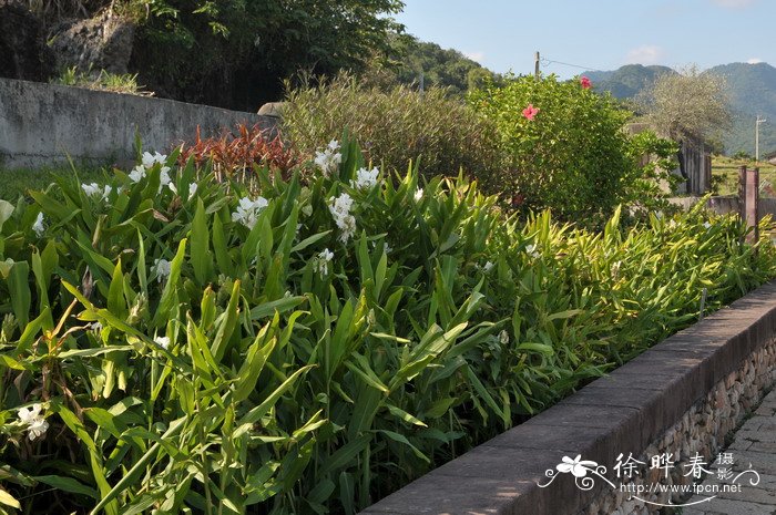 姜花Hedychium coronarium 姜花Hedychium coronarium