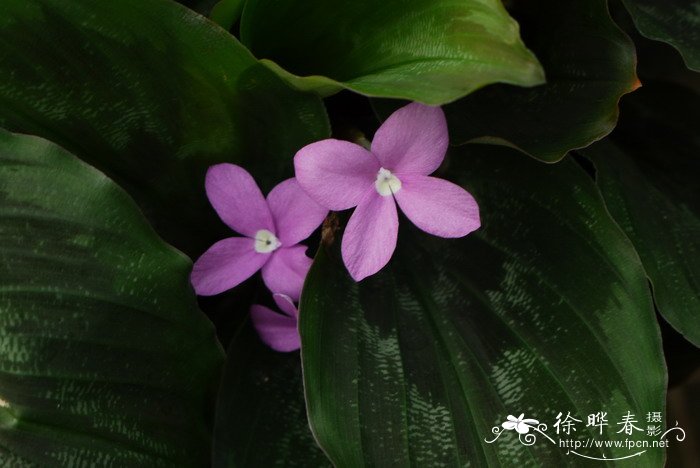 紫花山柰Kaempferia pulchra 紫花山柰Kaempferia pulchra
