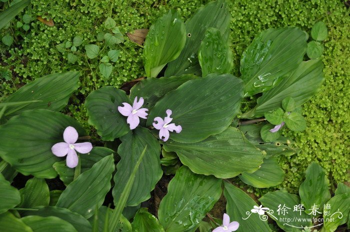 紫花山柰Kaempferia pulchra 紫花山柰Kaempferia pulchra