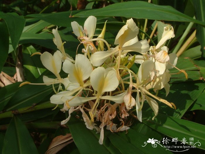 黄姜花Hedychium flavescens 黄姜花Hedychium flavescens