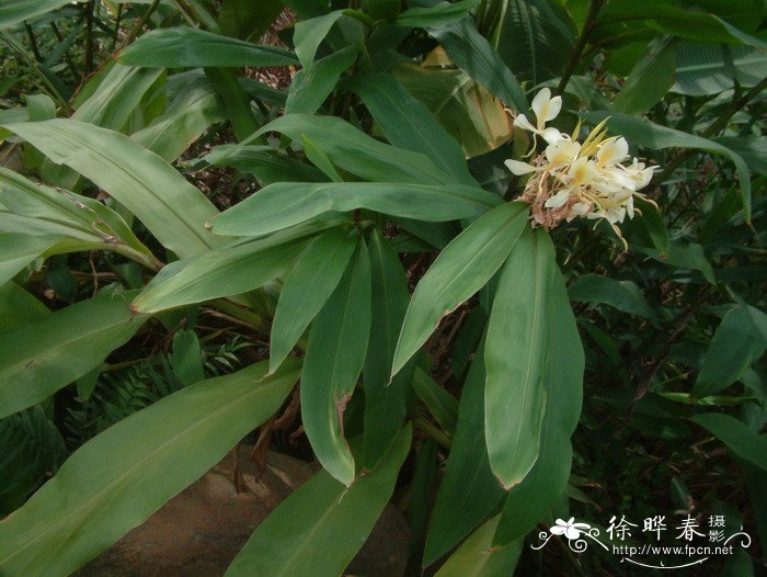 黄姜花Hedychium flavescens 黄姜花Hedychium flavescens