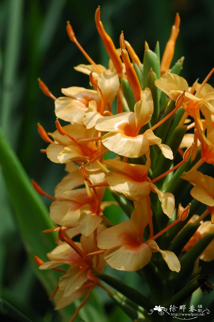 金姜花Hedychium gardnerianum 金姜花Hedychium gardnerianum