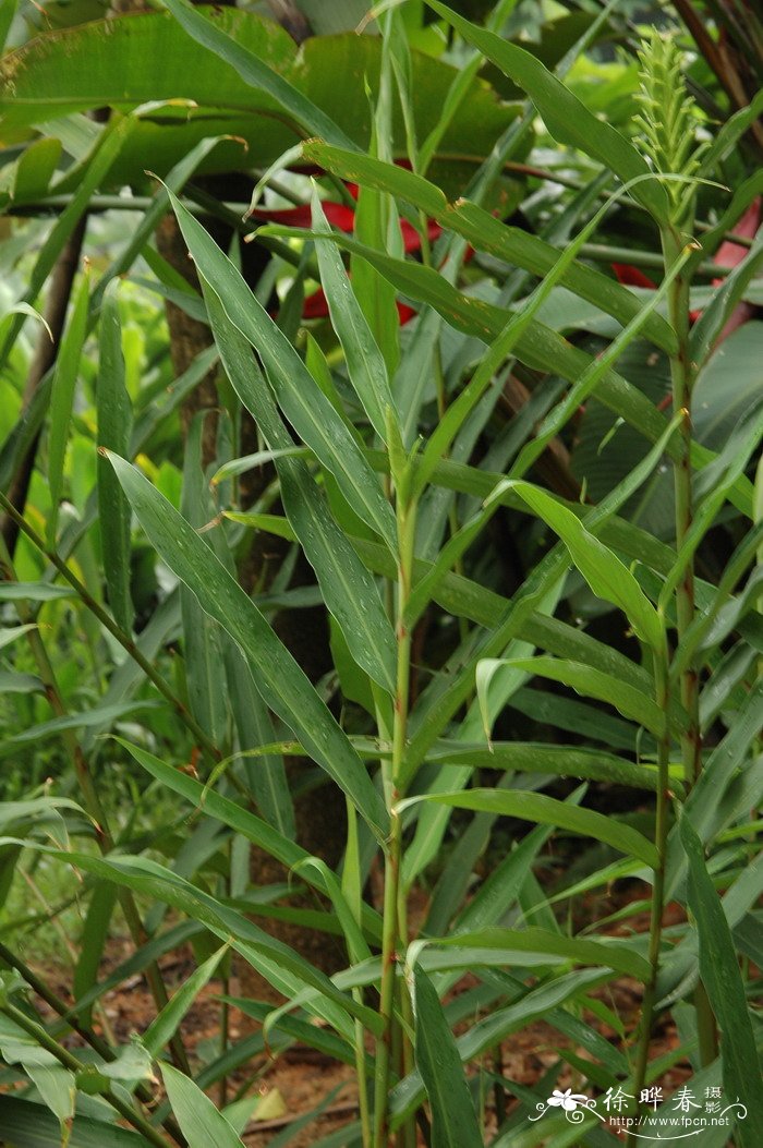 金姜花Hedychium gardnerianum 金姜花Hedychium gardnerianum