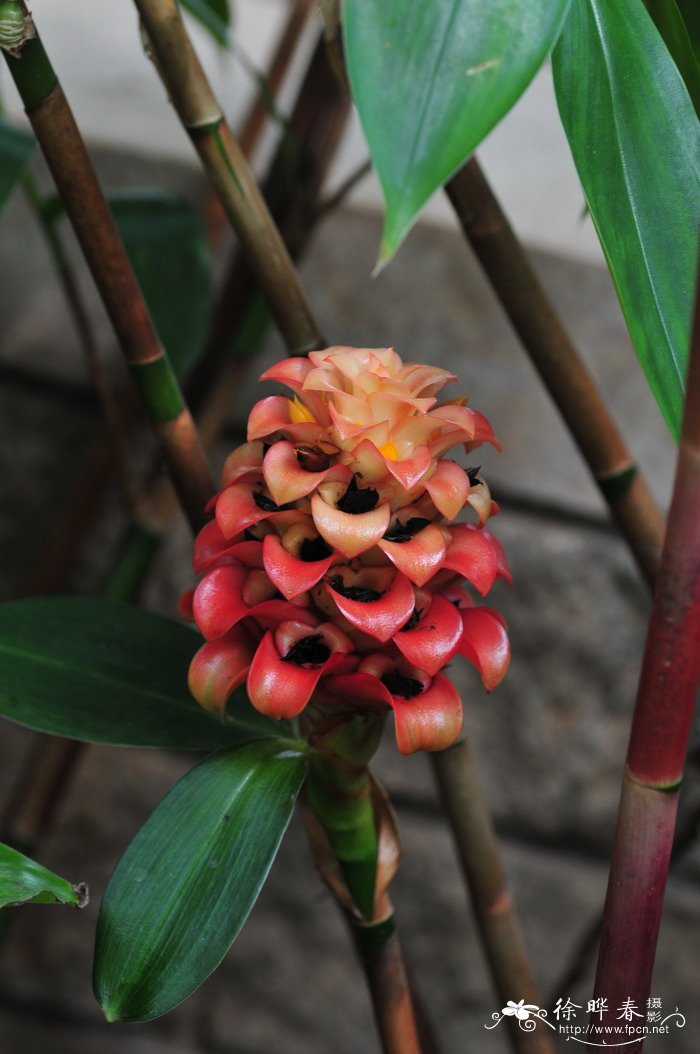 菠萝姜Tapeinochilos ananassae 菠萝姜Tapeinochilos ananassae