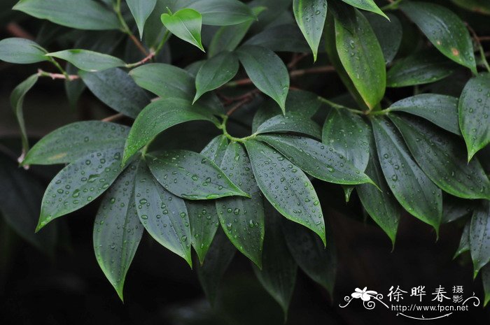 菠萝姜Tapeinochilos ananassae 菠萝姜Tapeinochilos ananassae