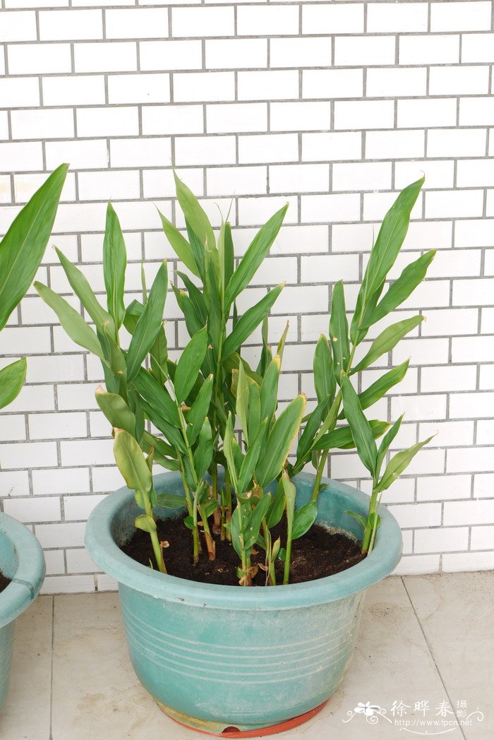 姜Zingiber officinale 姜Zingiber officinale